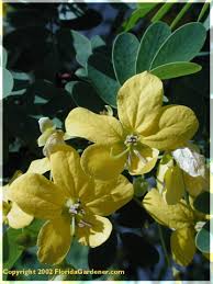Image result for Senna bicapsularis