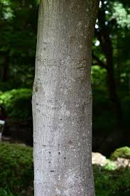 Image result for Pentaphylacaceae