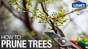 Benefits of pruning fruit trees. How To Prune Trees And Shrubs Lowe S