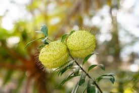 Image result for Gomphocarpus glaucophyllus