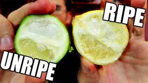 Color alone isn't always an indication of ripeness, according to meyerlemontree.com, though the fruit is safe to eat once it reaches this stage. Limes Are Actually Yellow A Ripe Unripe Comparison Weird Fruit Explorer Youtube