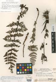 Image result for Aleuritopteris welwitschii