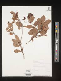 Image result for Mimusops obtusifolia