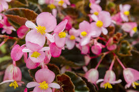 Image result for Begonia gentilii