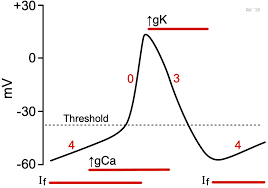 An ef of 30% indicates that only 30% of the blood is pumped out with each heart beat. Cv Physiology Sinoatrial Node Action Potentials