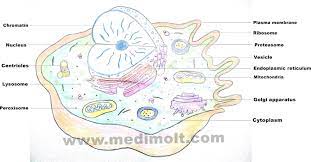 Animal cells have unique features that distinguish them from plant and fungi cells. The Human Cell And Its Organelles With Details Medimolt