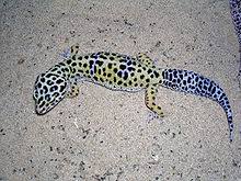 Have fun with leopard gecko pictures and photos. Eublepharis Wikipedia