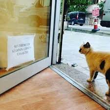 Kafkaslordu Kedi Tamam Kafkaslordu Komik Seyler Komik Capsler Komik