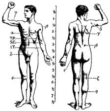 Striated just like cardiac muscle, these skeletal muscle fibers are very strong. Human Musculoskeletal System Wikipedia