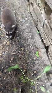 Suffolk County Raccoon Rescue | TikTok