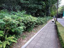 今年も上野公園の秘密スポットで銀杏拾い | 東京上野の韓国語レッスンゆんみのブログ