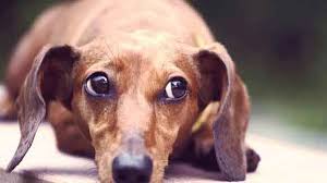 The german breed standard was set in 1879 and the breed club established in 1888. How To Quiet A Barking Dachshund Dog Petcarerx