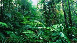 1920x1200 hd awesome rainy day widescreen full hd wallpaper for desktop background rainy day images free. Free Download Tropical Rainforest Plants Hd Wallpaper Background Images 1920x1080 For Your Desktop Mobile Tablet Explore 28 Rain Forest Hd Wallpaper Rain Forest Hd Wallpaper Rain Forest Background Rain Forest Wallpaper