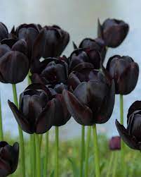 Buy spring seeds & bulbs and get the best deals at the lowest prices on ebay! Autumn Planting Flower Bulbs Buy Spring Bulbs Online At Farmer Gracy Uk Tagged Black