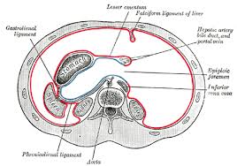 Several organs located in the lower left abdomen are a continuation of those in the upper abdomen, and some are completely different. The Abdomen Human Anatomy