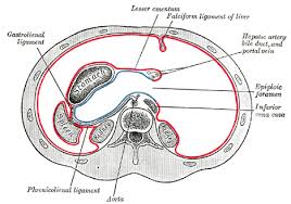 We discuss their function, the different types of bones in the human body, and the cells that are involved. The Abdomen Human Anatomy