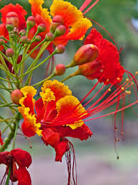 Image result for Commicarpus grandiflorus