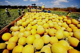 Image result for ESCOAMENTO DE MELÃƒO NO RN