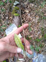 Image result for Oeceoclades maculata × quadriloba