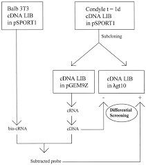 A cdna library is defined as a collection of cdna fragments, each of which has been cloned into a separate vector molecule. Isolation Of Markers For Chondro Osteogenic Differentiation Using Cdna Library Subtraction Journal Of Biological Chemistry