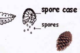 The spore will then germinate into a gametophyte which will produce haploid gametes by mitosis. Plant Classifications Flowering And Non Flowering For Kids Plant Classification Plants Planting Flowers
