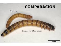 Todos los bonos de perú 2020. Batsu Ø¹Ù„Ù‰ ØªÙˆÙŠØªØ± Llego A Casa Y Me Encuentro Un Gusano En La Mesa No Le Di Importancia Porque Pense Que Se Me Escaparia Al Hacer El Terrario Error Los Gusanos Se
