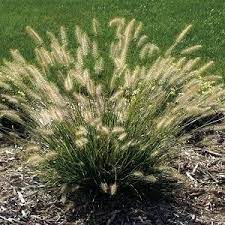Dwarf Fountain Grass Herbe Jardin Naturel Jardins