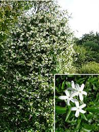 Find help & information on jasminum × stephanense stephan jasmine from the rhs. Jasmin Jasminum Gunstig In Top Baumschulqualitat Kaufen