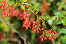 Image result for Lycium