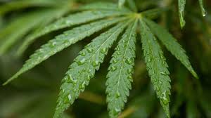 The Recipe for a Top-Tier Cannabis Dispensary | Catalyst BC