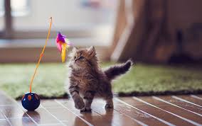 Cute kittens playing soccer, talking and giving interviews. How To Entertain A Kitten 6 Simple Games Tips And Ideas