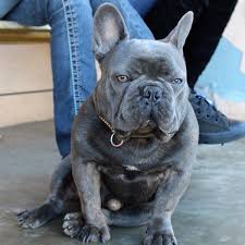 There is usually a waiting list for blue ( aren't so much blue as gray) puppies. 18 Most Beautiful Blue French Bulldog Pictures