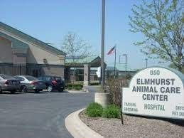 Elmhurst animal care center focuses on the continued health and happiness of every pet, which is why their team tweeted apr 10, 2019 elmhurst acc @elmhurstacc great stuff happening with our expert trainer, derrick rollerson ii. Elmhurst Animal Care Center S Wordpress Blog Elmhurst Animal Care Center Of Elmhurst Illinois Is A Comprehensive Pet Care Facility