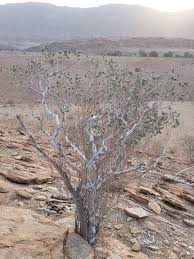 Image result for Strophanthus amboensis