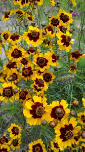 植物与十二生肖：植物里的“蛇”！ - 关注森林