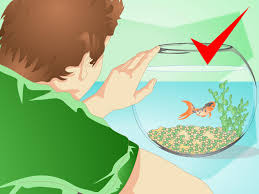 How To Change The Water In A Fish Bowl Cool Fish Tank Decorations Fish Bowl Cool Fish Tanks