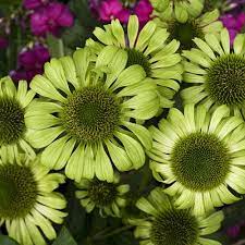 Green Jewel Coneflower Echinacea Purpurea In 2020 Echinacea Purpurea Bulb Flowers Echinacea