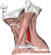 Pin On Yoga Tune Up