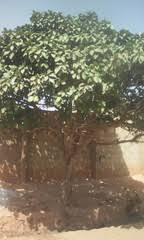 Image result for Ficus polita