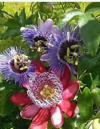 I Loved These When I Was A Kid And Now They Grew Wild Where I Lived And My Mom Called The Fruits May Pops Happy Flowers Passion Flower Beautiful Flowers