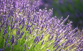 Die 3 Grossten Fehler Bei Der Lavendelpflege In 2020 Lavendel Lavendel Pflanzen Garten Lavendel