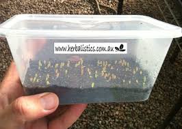 How to grow your own cactus succulents; 24 Succulents From Seeds Ideas Succulents Seeds Planting Succulents