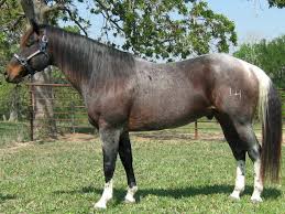Black And White Paint Horses For Sale In Texas Paint Horses For Sale In Texas Homozygous Tobiano Black And White Texas Paint Cow Horse Blue Diamond Ranch Horses Horse Painting Paint Horses For Sale