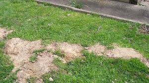 Tired of seeing ant hills in your yard? How To Get Rid Of Moles In The Yard Tomcat