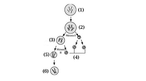 (1) terjadi pada sel somatis. Soal Dan Jawaban Pilihan Ganda Kunci Jawaban Nomor 1 Sampai 40 Uas Pas Biologi Sma Kelas 12 Halaman All Tribun Manado