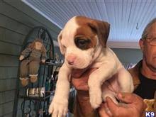 Find boxer puppies and dogs for adoption today! Boxer Puppies For Sale In Indiana