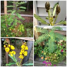 Image result for Acalypha lanceolata