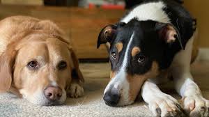 More treats, playtime and walks are ways to enjoy the day with your furry friends. Pbbgloq6u5samm