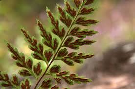 Image result for Asplenium africanum