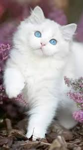 Community animal network rescued lily from big canyon country club near the 6th hole. Pin On Cats And Kittens